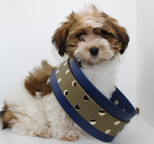 Rosie our Brand Ambassador