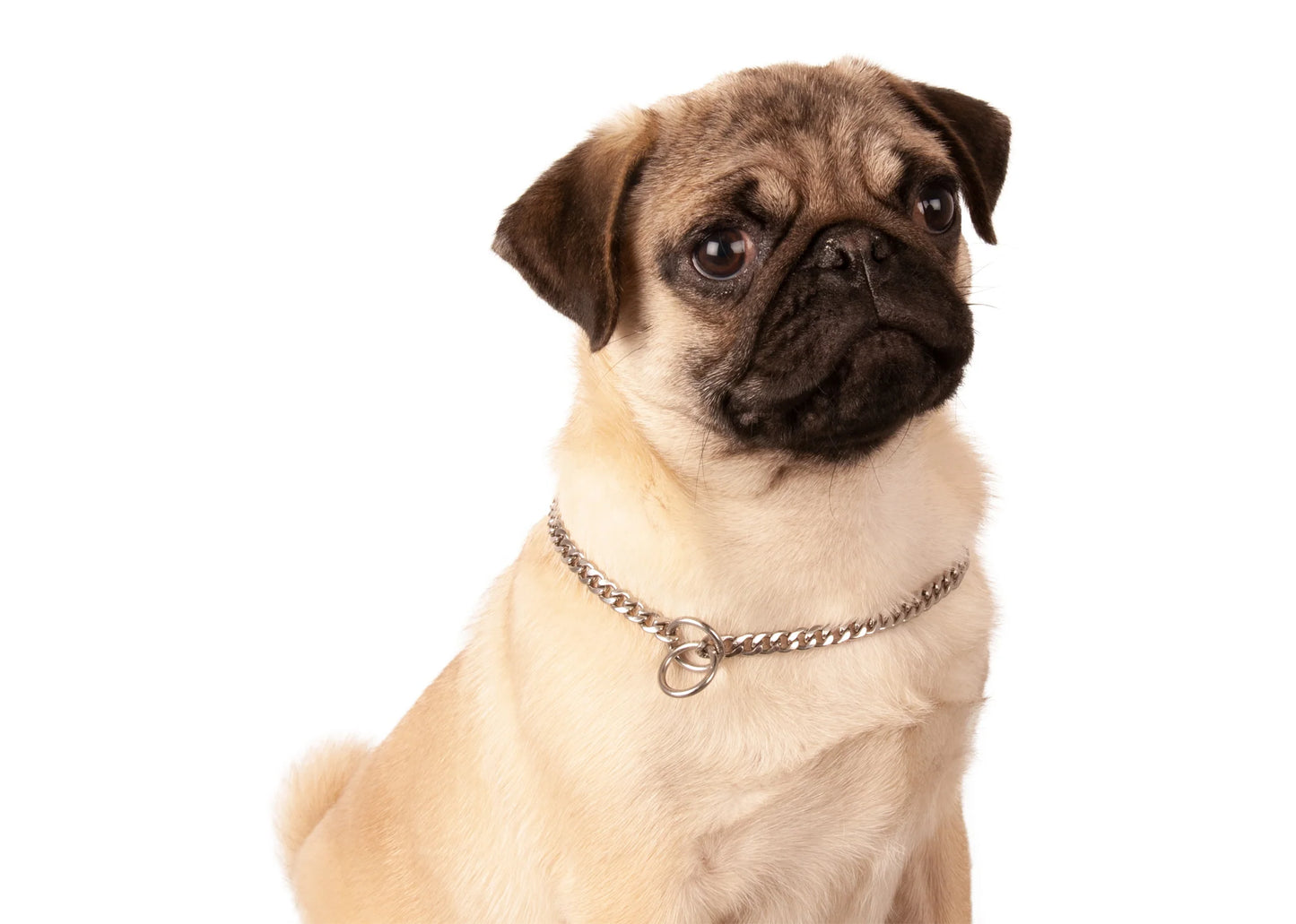 Snake Chain - Show Tech