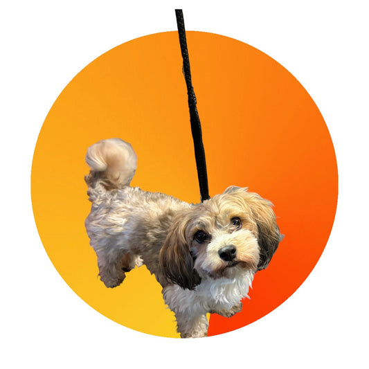 Show Lead 8mm Flat Poly